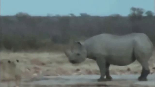 Rhino vs Lion real Fight - Wild Animals Attack смотреть онлайн