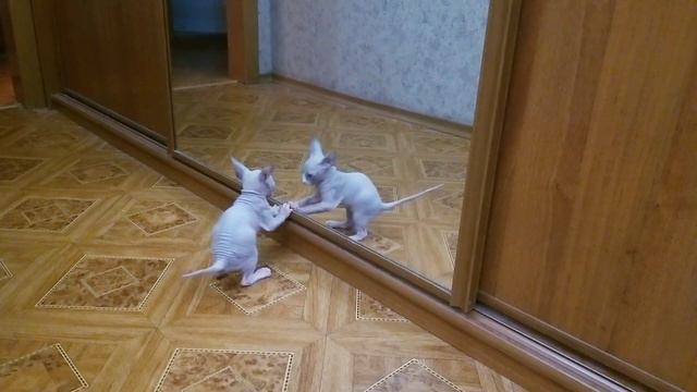 Кто-то страшный там живет. Бабайка из зазеркалья /Someone Terrible Lives There. Babayka?