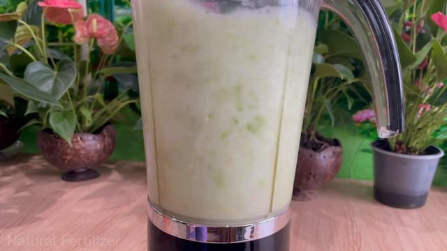 What a surprise ! After feeding Anthurium with this, the flowers bloom | Natural Fertilizer смотреть онлайн