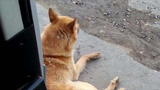 Проводники вечно прогоняли пса и говорили какой он наглый. Но они не знали его проблемы! смотреть онлайн