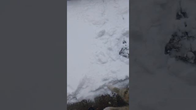 Как чистить снег ёлочкой. смотреть онлайн