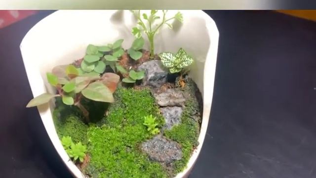 Coffee mug terrarium смотреть онлайн