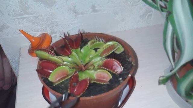 Венерина мухоловка (Dionaea muscipula) смотреть онлайн
