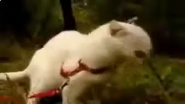 Лучшие приколы с котами!!! Кот странно мяукает!!! Смотреть всем!!! смотреть онлайн