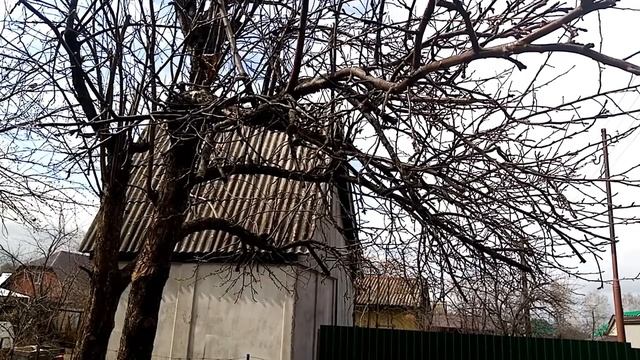 Побелка и обработка яблонь от парши фитоспорином смотреть онлайн