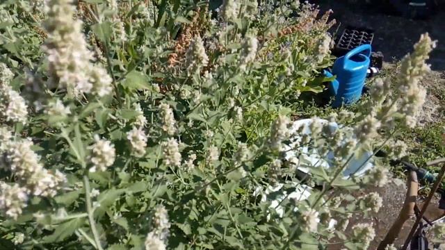 Цветение котовника. Выращивание котовника, как медоноса. Кошачья мята из семян.