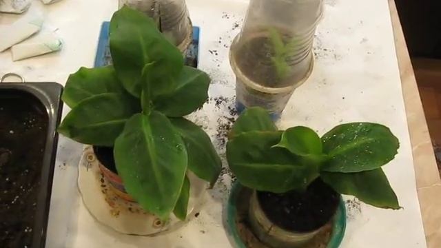 Подготовил саженцы бананов к реализации смотреть онлайн