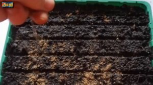 Анютины глазки. Посев, выращивание рассады, уход и высадка в грунт.