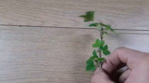Смородина из черенков за 7 дней.Лучший способ укоренения.