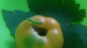 VID_20240903_170258.mp4