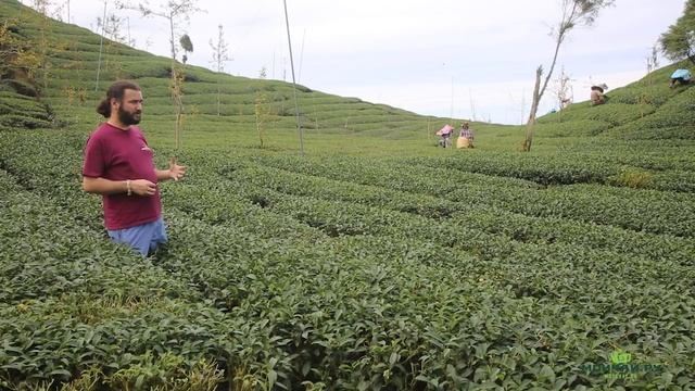 В гостях у чайных фермеров. Тайвань. Шань Линь Си. смотреть онлайн