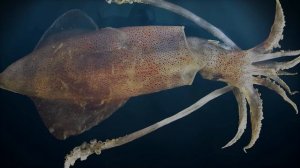 БЛУП — Самое Большое Подводное Существо в Мире