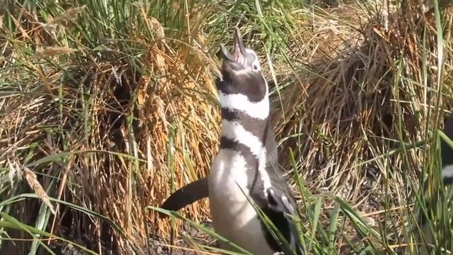 Jinjing The Penguin - Swims 5000 Miles Every Year To Visit The Man Who Saved Him смотреть онлайн