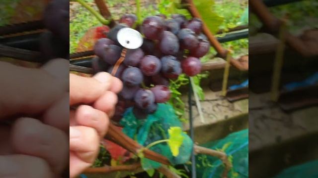 г.ф. Алевтина, Габриэль, Айвенго, Натали, Красный перцовый, Арагорн ,Пальмира, Раджа, Анна Каренина смотреть онлайн