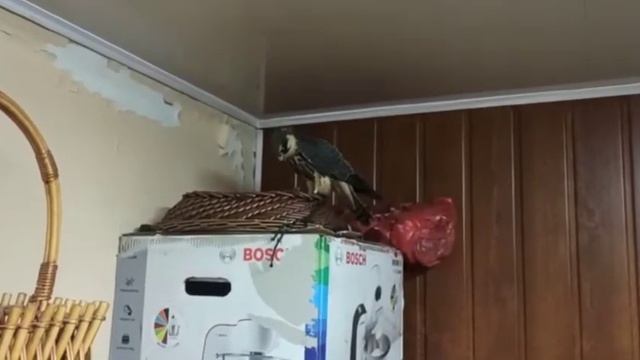 Взял сокола чеглока на приручение. Слеток чеглока. 03.09.22 смотреть онлайн