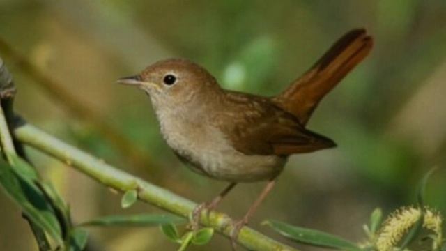 Therapeutic meditation music, anti-stress, with trills of birds (nightingales and thrushes) смотреть онлайн
