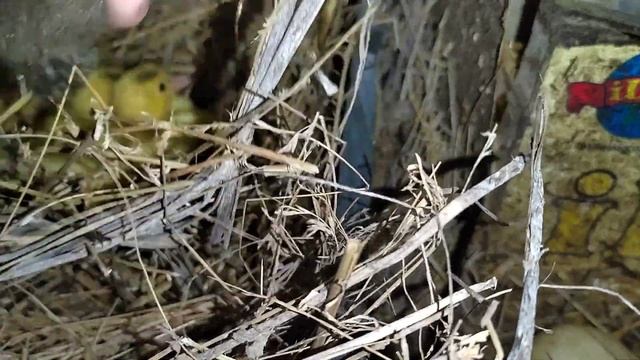 Начался вывод ИНДОУТЯТ / Самый лучший вывод утят в этом году / Белые индоутки