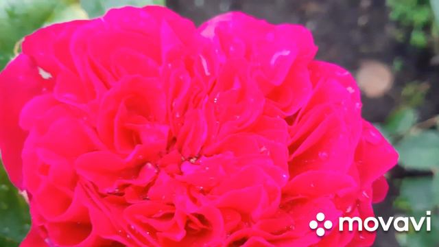 Роза ALAIN SOUCHON