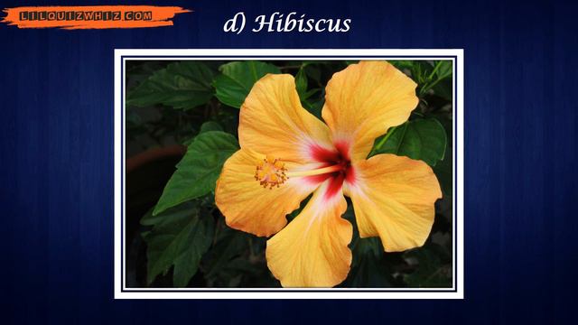 Lilquizwhiz | Flora and Fauna Quiz-3|Fun Quiz | Quiz for kids | Olympiads & Competitive Exams смотреть онлайн