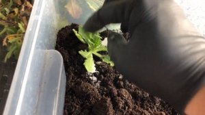 Черенкование Обриеты , самый простой способ размножения Обриеты