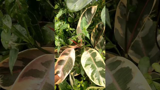 Ficus Elastica & Variegated Types смотреть онлайн