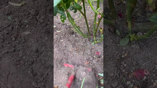 Секрет успешной зимовки роз 🌹🌹🌹 смотреть онлайн