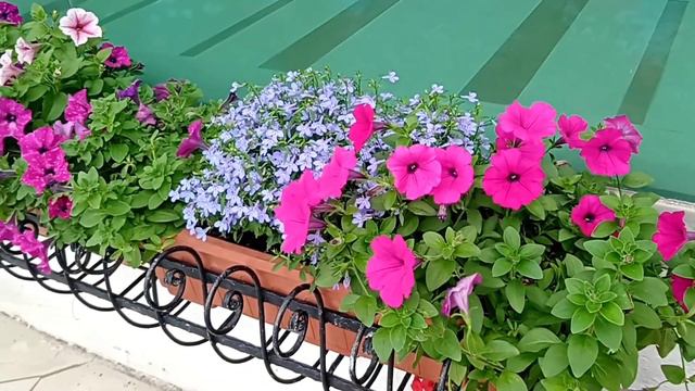 Flowers Bloom For Christmas#Jielyn Channel смотреть онлайн