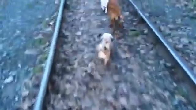 Thursday afternoon munchkin March. February 18, 2016 смотреть онлайн