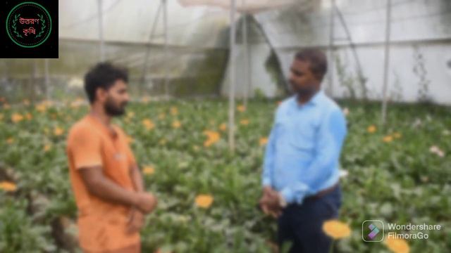 Garbera flower cultivation/জারবেরা ফুলের চাষ । Gerbera Flower Farming In West Bengal || смотреть онлайн