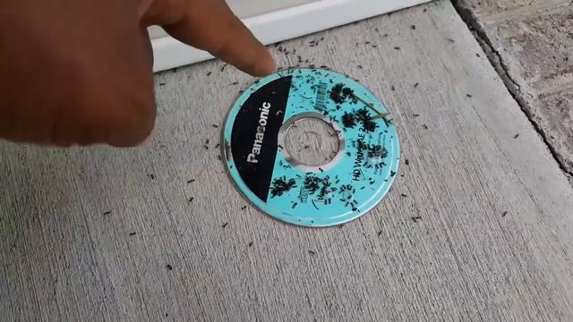 Get Rid Of Ants - Terro Ant Killer Review - D I 2the Y смотреть онлайн