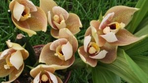 #ОРХИДЕЯ  #АНГУЛОА / ОРХИДЕЯ  АНГУЛОА