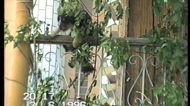 Выступление коллектива, 02.06.96 смотреть онлайн