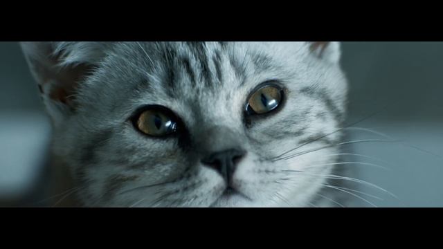 Whiskas | Curiosity Rain