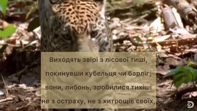 Райнер Марія Рільке «Сонети до Орфея» смотреть онлайн