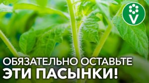 НИ В КОЕМ СЛУЧАЕ НЕ УДАЛЯЙТЕ ПАСЫНКИ, если увидите это!