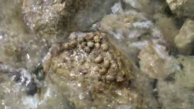 МОЛЛЮСКИ КАРИБСКОГО МОРЯ(Мексика, Канкун) смотреть онлайн