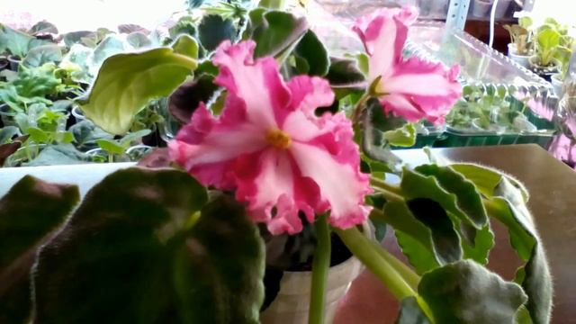 Фиалка химера. Эксперимент.