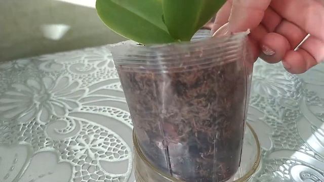 SOS!!!! помогите с лиодоро!!!! смотреть онлайн
