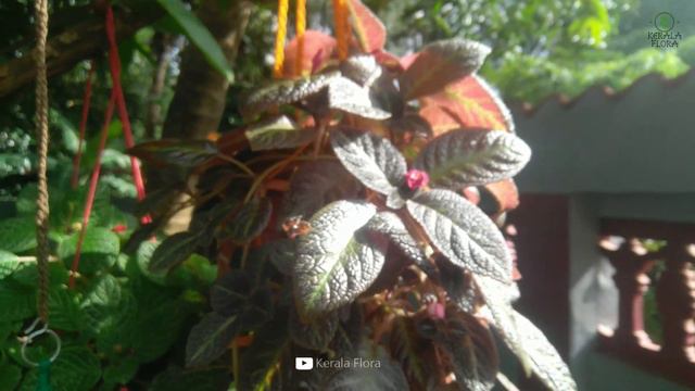EPISCIA : Care, Propagation and use of Fertilizers | 20K+ Views | HD | 2020 смотреть онлайн