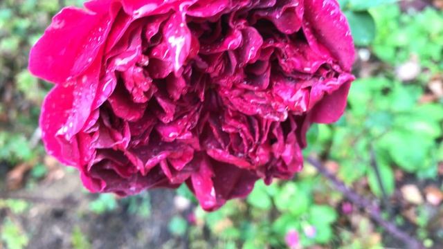 Rose 'William Shakespeare 2000' De 'David Austin' Le Tricot Rouge Croimoisi