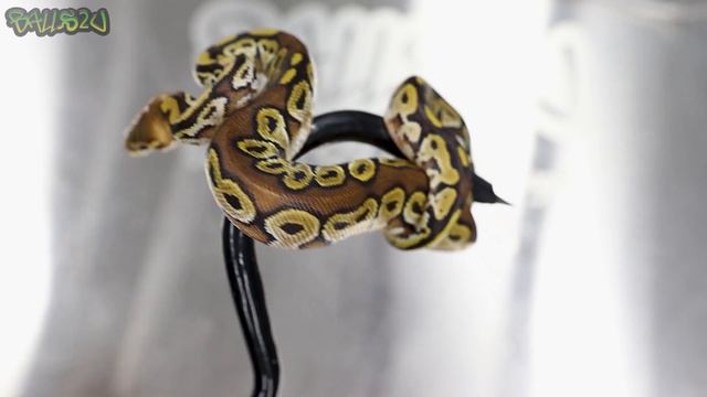 Could Bongo Be The Future Of Clowns? смотреть онлайн