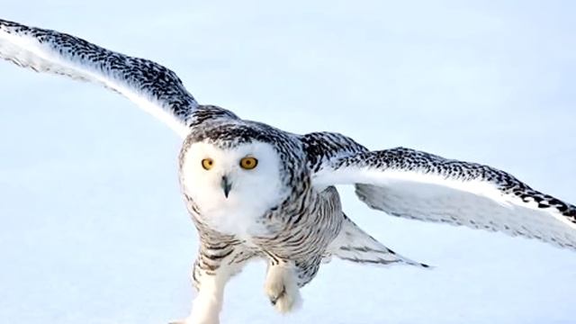 Белая сова смотреть онлайн