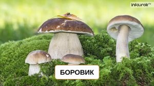 Грибы | Дошкольники | Окружающий мир #7 | Инфоурок
