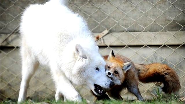 Лису подсадили к дикому волку, но такой развязки никто не ожидал! смотреть онлайн
