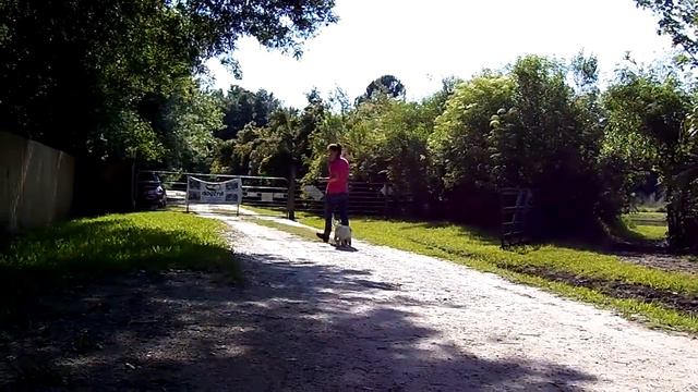 Puppy Leash Training Labrador Jameson Flexi Leash смотреть онлайн