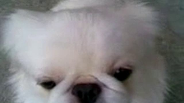 белый пикинес смотреть онлайн