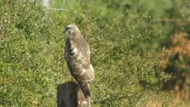 Канюк обыкновенный (нем. Mäusebussard) (анг. Buzzard) (фр. Buse) (чех. Káně)