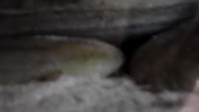 Iodotropheus sprengerae offsprings смотреть онлайн