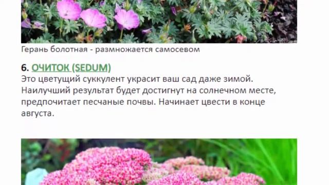 Анемона японская, гелениум гибридный, астильба, и т. д. Многолетние цветы для сада. смотреть онлайн