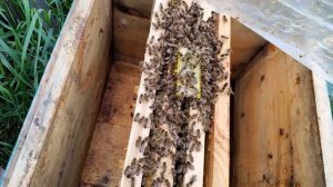 Подсадка матки в безрасплодный отводок